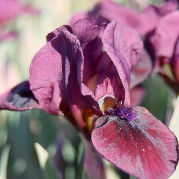 IRIS b-n 'Candy Apple' (Lilliput)