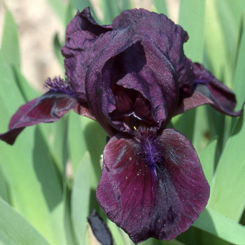 IRIS b-n 'Cherry Garden' (Lilliput)