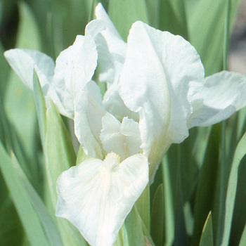 IRIS b-n 'Crispy' (pumila)