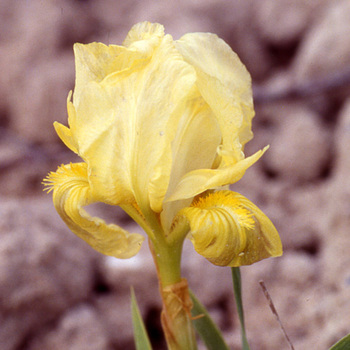 IRIS b-n 'Delicatissima' (pumila)