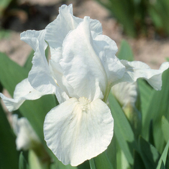 IRIS b-n 'Lilli-White' (Lilliput)