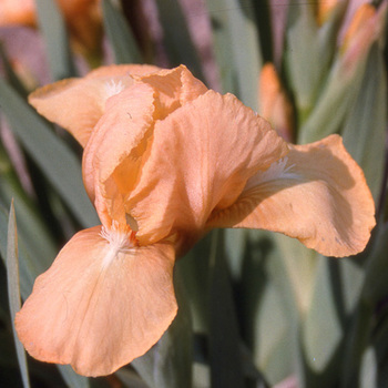 IRIS b-n 'Melon Honey' (Lilliput)