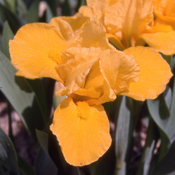 IRIS b-n 'Orange Caper (Lilliput)