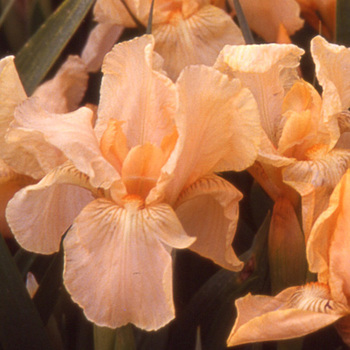 IRIS b-n 'Pink Cushion' (Lilliput)