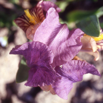 IRIS b-n 'Promise' (pumila)