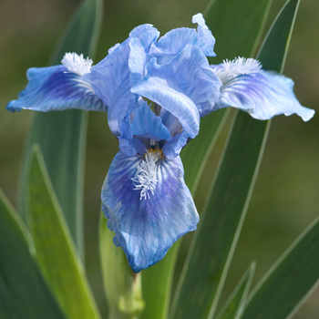 IRIS b-n 'Tinkerbell' (Lilliput)