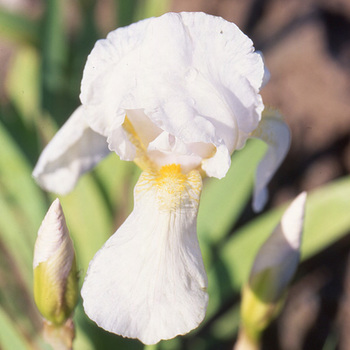 IRIS germanica 'Florentina'