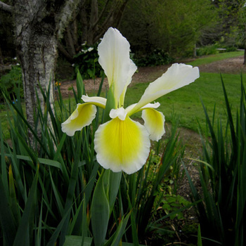 IRIS orientalis ('Ochroleuca')