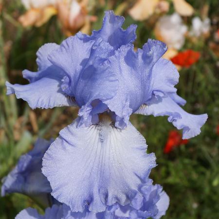 IRIS b-e 'Horizon Bleu'