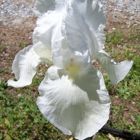 IRIS b-e 'Wedding Bouquet'
