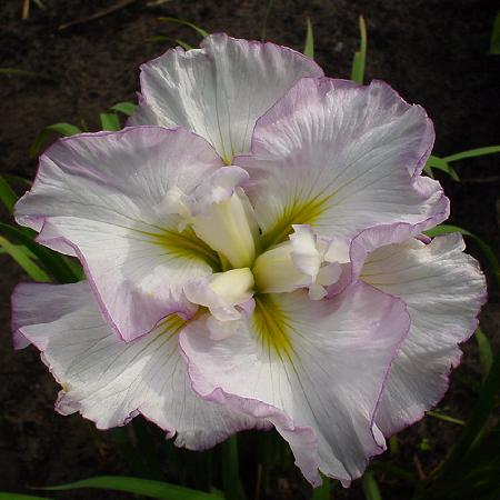 IRIS ensata 'Lady in Waiting'