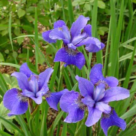 IRIS sibirica 'Baby Sister'