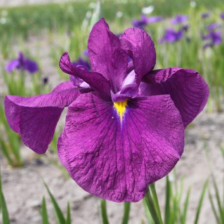 IRIS ensata 'Ruby King'