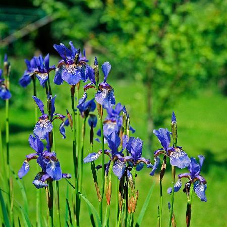 IRIS sibirica