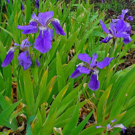 IRIS tectorum