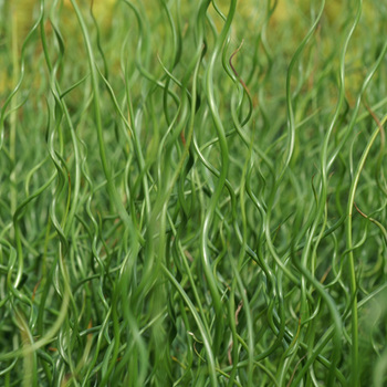 JUNCUS effusus 'Spiralis'