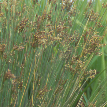 JUNCUS inflexus