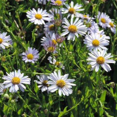 KALIMERIS incisa 'Blue Star'