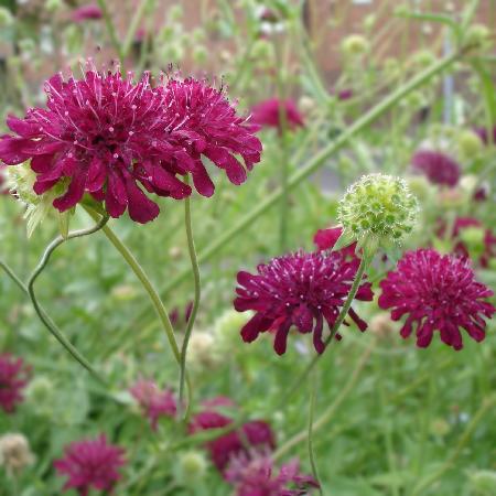 KNAUTIA
