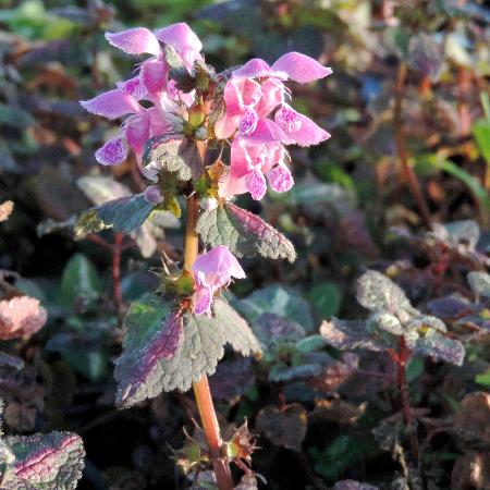 LAMIUM maculatum 'Chequers'