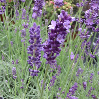 LAVANDULA angustifolia 'Hidcote'