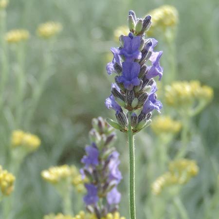 LAVANDULA angustifolia 'Platinum Blonde' ®