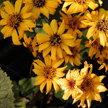 LIGULARIA dentata 'Desdemona'