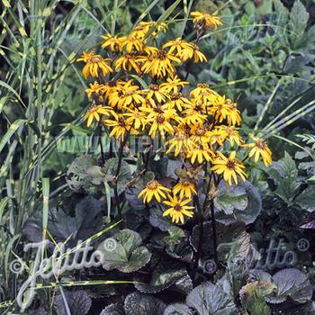 LIGULARIA dentata 'Midnight Lady'