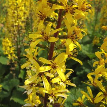 LIGULARIA stenocephala 'The Rocket'