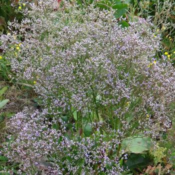 LIMONIUM latifolium