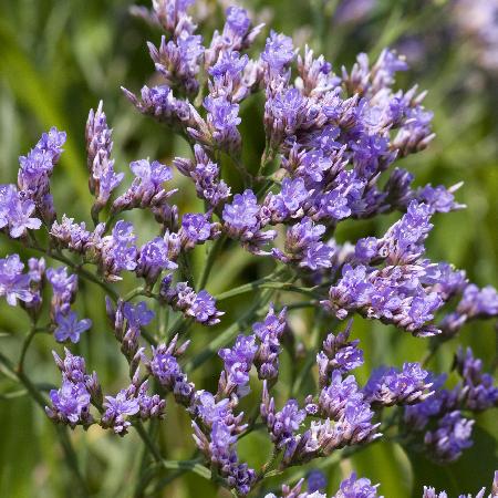 LIMONIUM vulgare