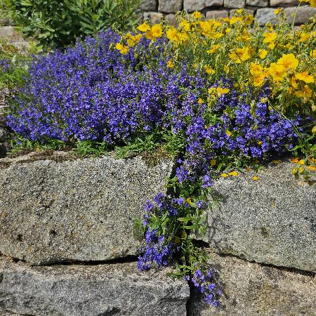 LITHODORA