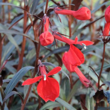 LOBELIA fulgens 'Elmfeuer'