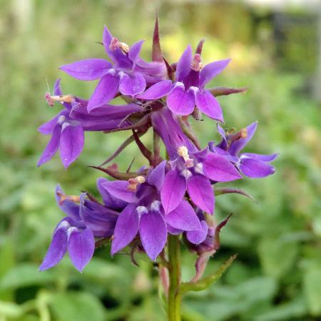 LOBELIA gerardii 'Vedrariensis'