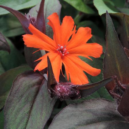 LYCHNIS