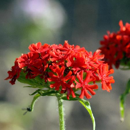 LYCHNIS chalcedonica