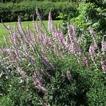 LYTHRUM salicaria 'Blush'