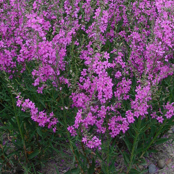 LYTHRUM virgatum 'Rose Queen'