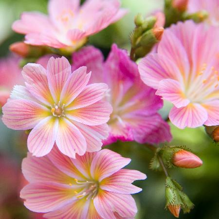 LEWISIA