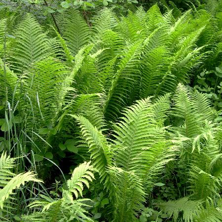 MATTEUCCIA struthiopteris