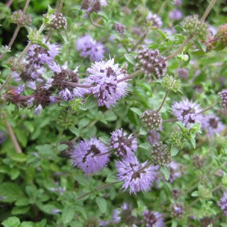 MENTHA pulegium