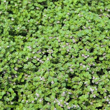 MENTHA requienii