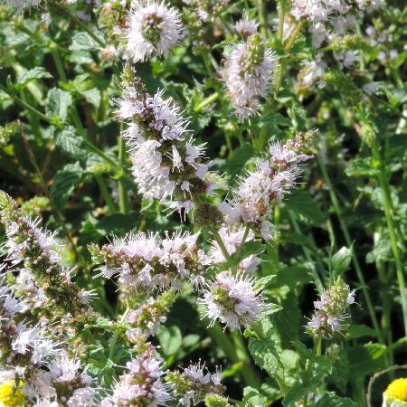 MENTHA spicata (viridis)