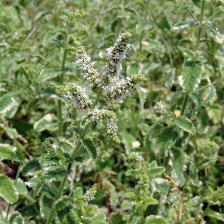 MENTHA suaveolens 'Variegata'
