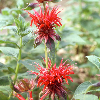 MONARDA 'Cambridge Scarlet'