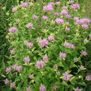 MONARDA fistulosa