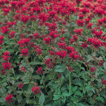 MONARDA 'Panorama'