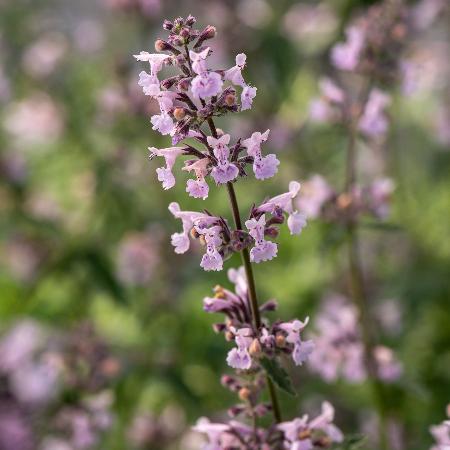 NEPETA racemosa 'Amelia'