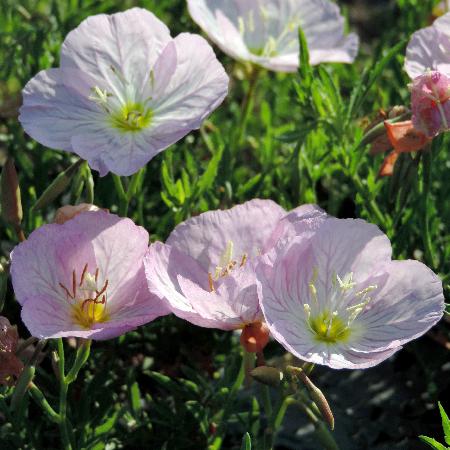 OENOTHERA speciosa 'Siskiyou'