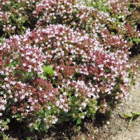 ORIGANUM vulgare 'Compactum'
